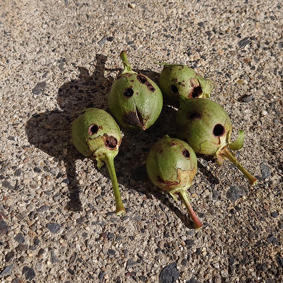 ボールワームとの闘い ―― 秋の学び