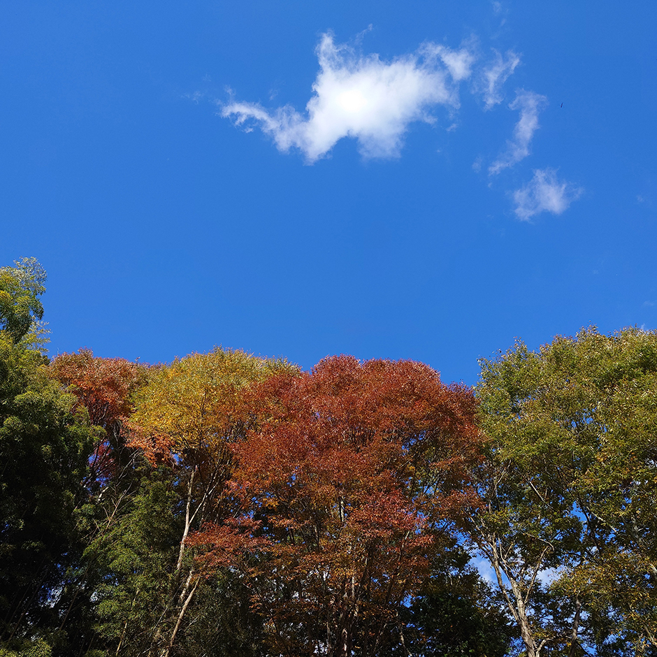 秋晴れのもとで――ひとつ屋の秋仕事