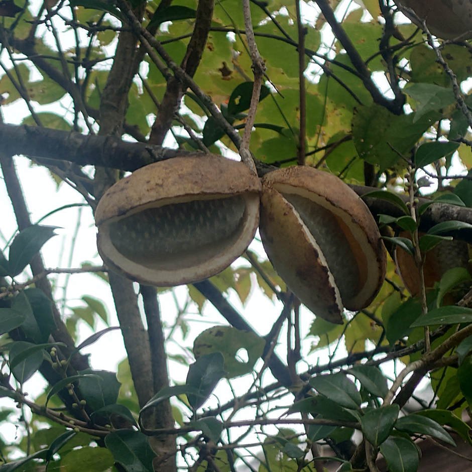 アケビの実と都会っ子