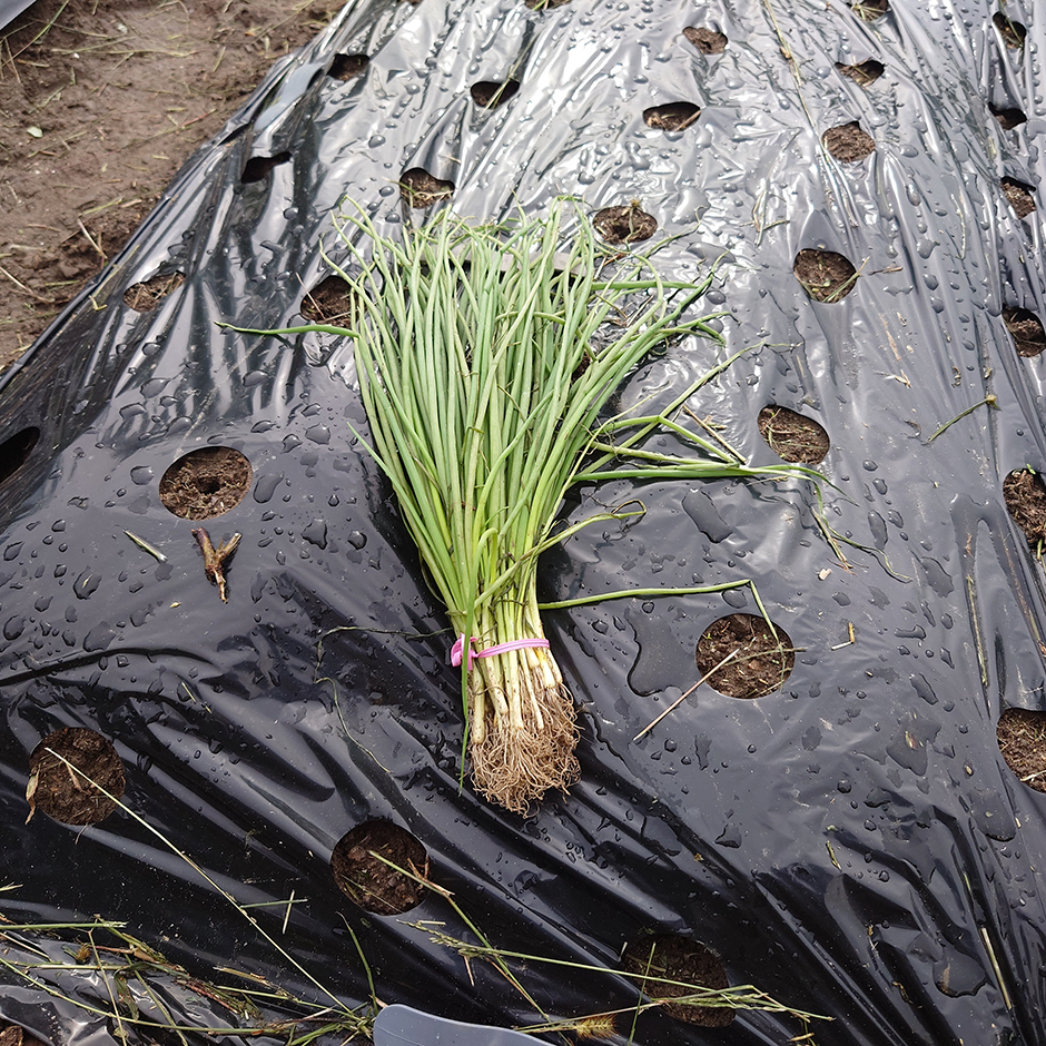 もう絶対!タマネギは買わない!!って話