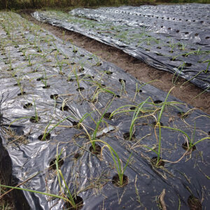 もう絶対！タマネギは買わない！！って話