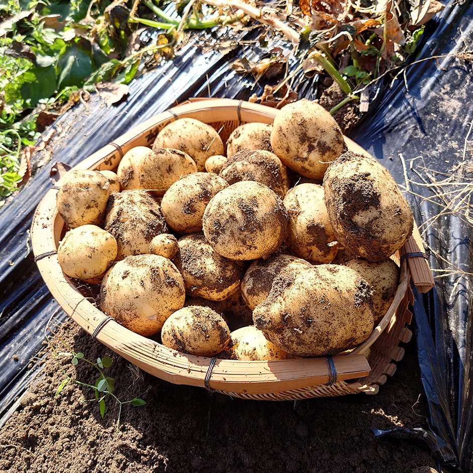 もうジャガイモは買わないッ!って話
