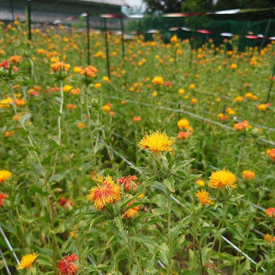 ベニバナ（紅花）｜種の販売と育て方｜紅花