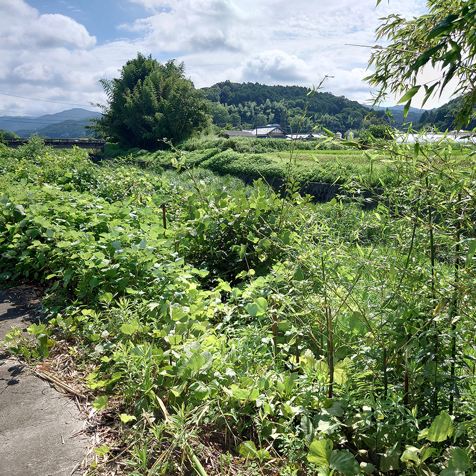 ひとつ屋染織農園（河川敷の葛）