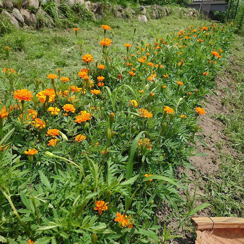 ひとつ屋染織農園（マリーゴールド）