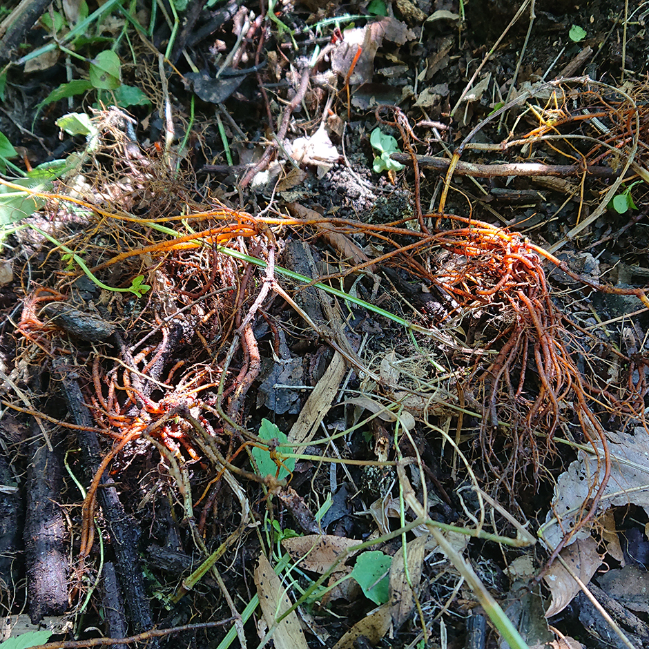 ひとつ屋染織農園（ニホンアカネ）根