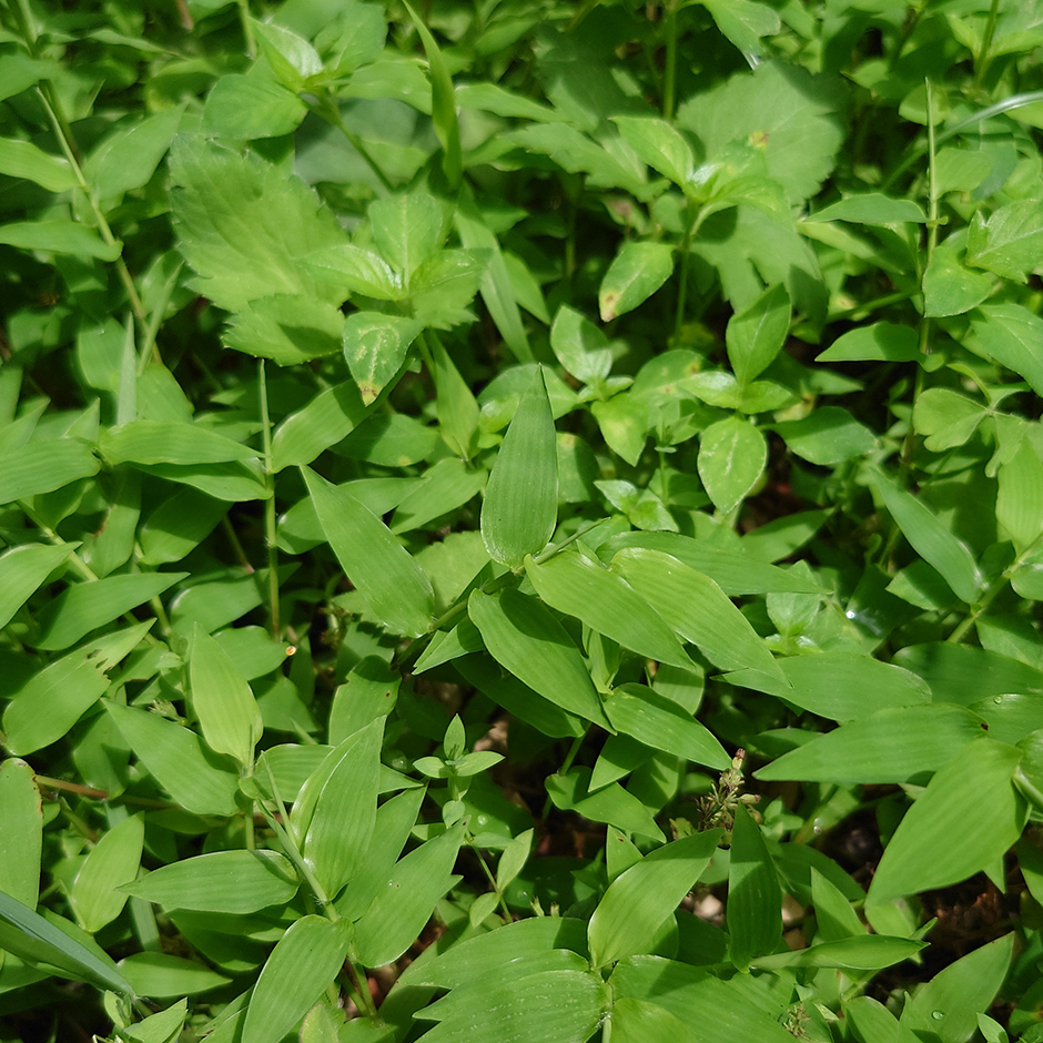 ひとつ屋染織農園（コブナグサ）