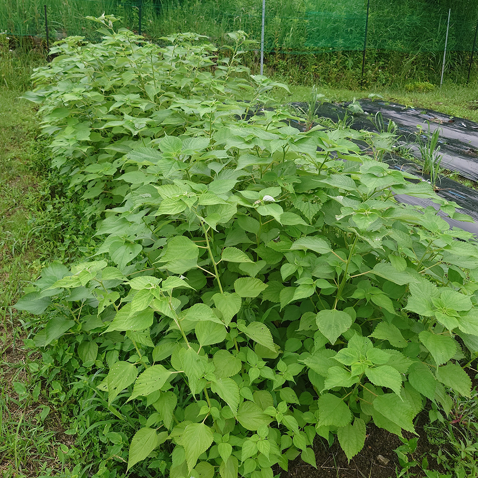 自然布(山布)研究所/苧麻畑