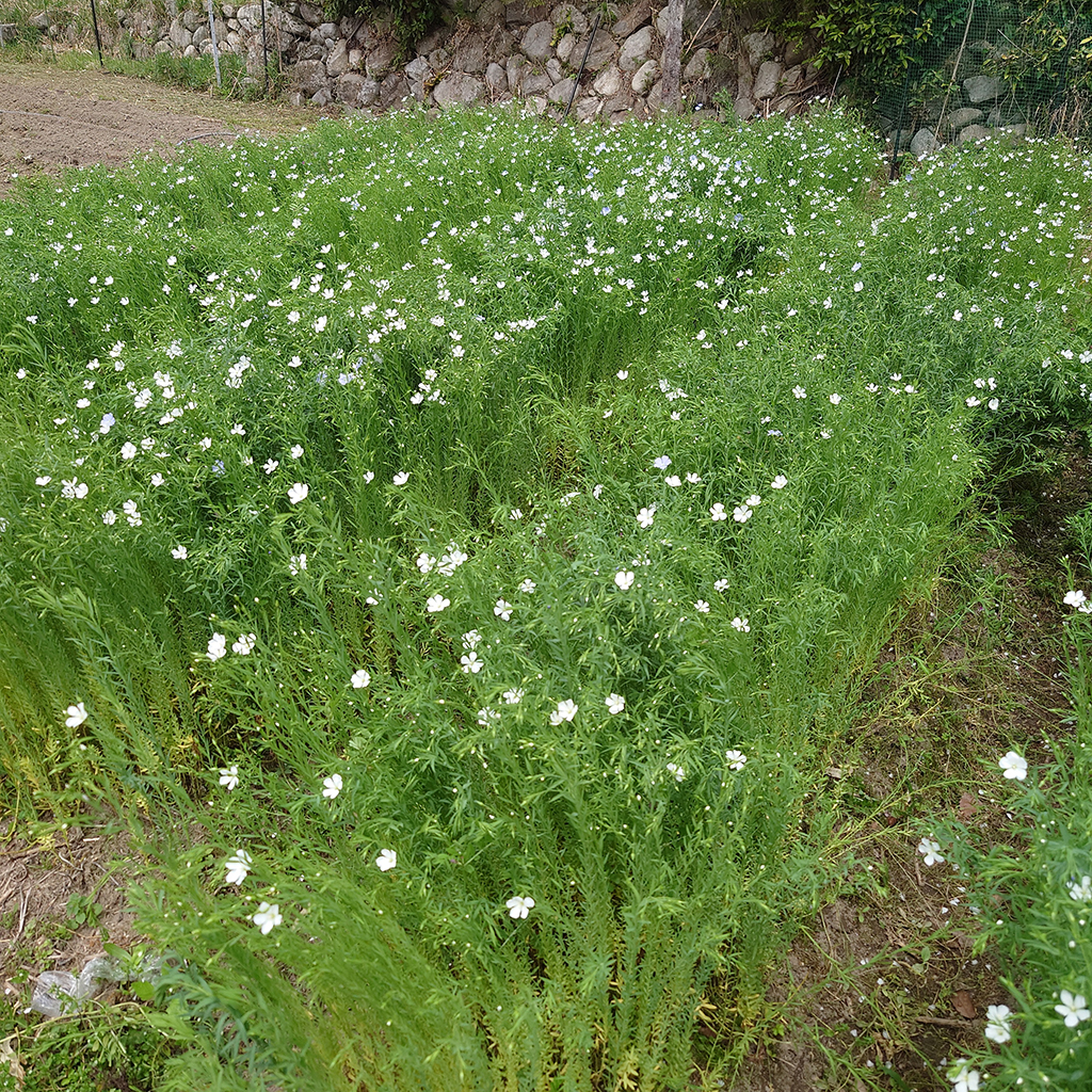 自然布(山布)研究所/亜麻畑