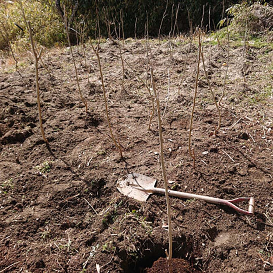 桑の植え付け