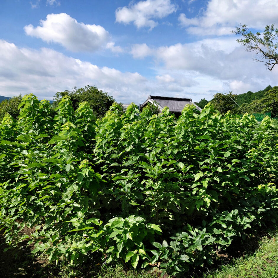 成長した桑畑。葉の量と質が安定してくると、養蚕の条件が整います。