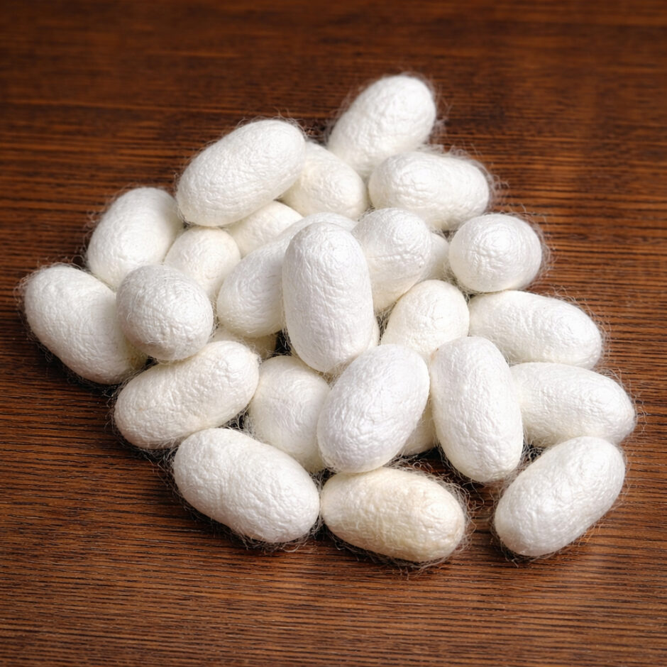 収繭。美しい繭は「ひとつ屋シルク」となります。