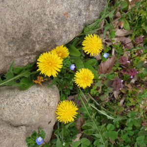 春の里山で、また一歩